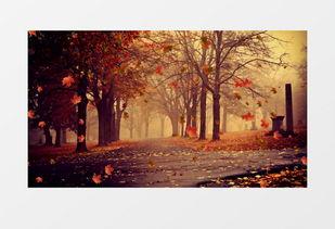 枫叶之路爆料视频最新,揭秘神秘旅程背后的精彩故事 第2张 枫叶之路爆料视频最新,揭秘神秘旅程背后的精彩故事 第2张